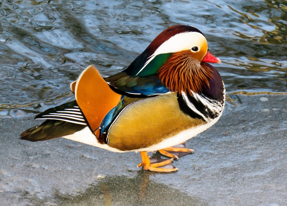 Oiseau aile courir animal