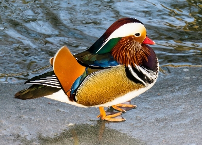 鳥 羽 走る 動物 写真