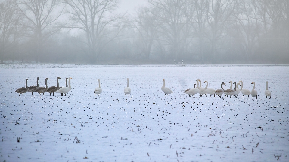 Landscape snow cold winter