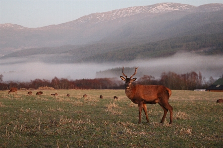 Landscape nature wilderness meadow Photo