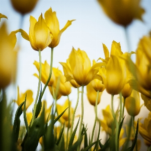 Nature blossom plant field Photo