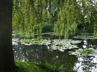 Landscape tree water nature Photo