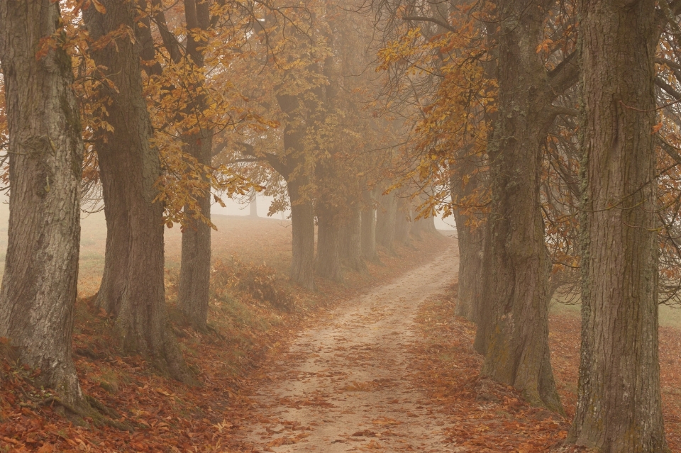 Baum natur wald zweig