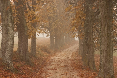 Foto árvore natureza floresta filial