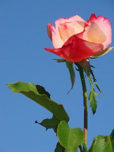 Nature blossom plant leaf Photo