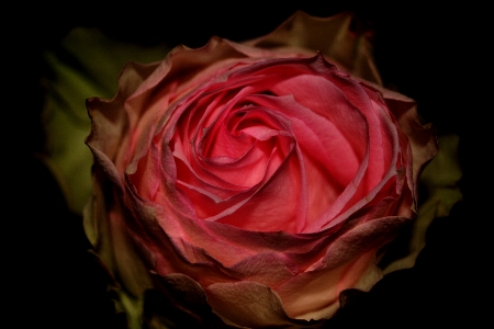 Blossom plant flower petal Photo