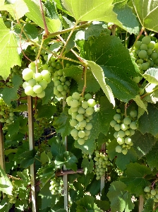 Tree plant grape vine Photo