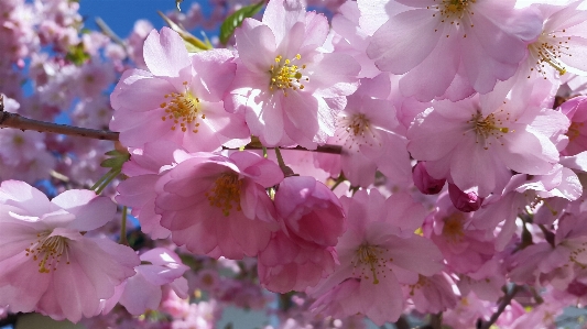 木 自然 ブランチ 花 写真