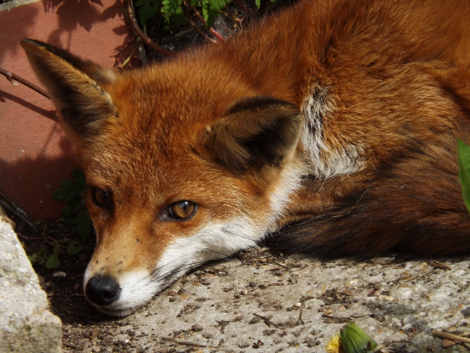 Animal animais selvagens mamífero raposa