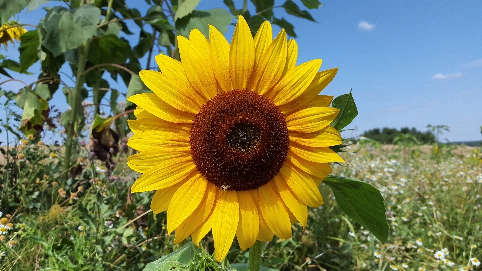 自然 花 植物 分野