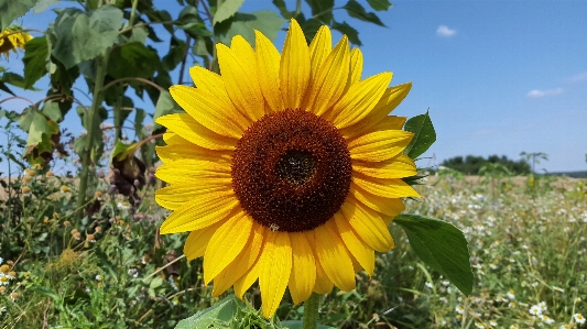 自然 花 植物 分野 写真