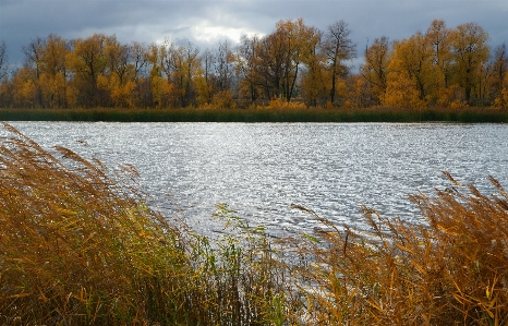 Landscape tree water nature Photo