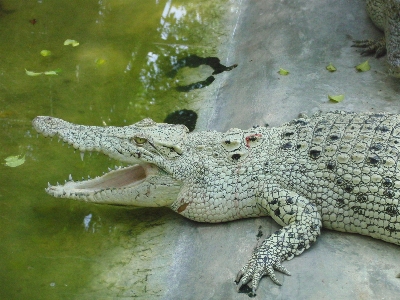 Foto Satwa margasatwa predator reptil