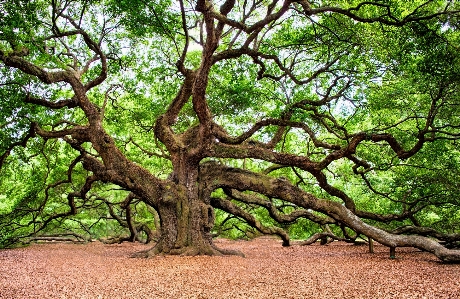 Tree forest branch plant Photo