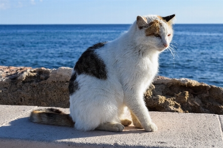 アウトドア 白 動物 かわいい 写真