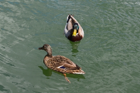 水 自然 アウトドア 鳥 写真