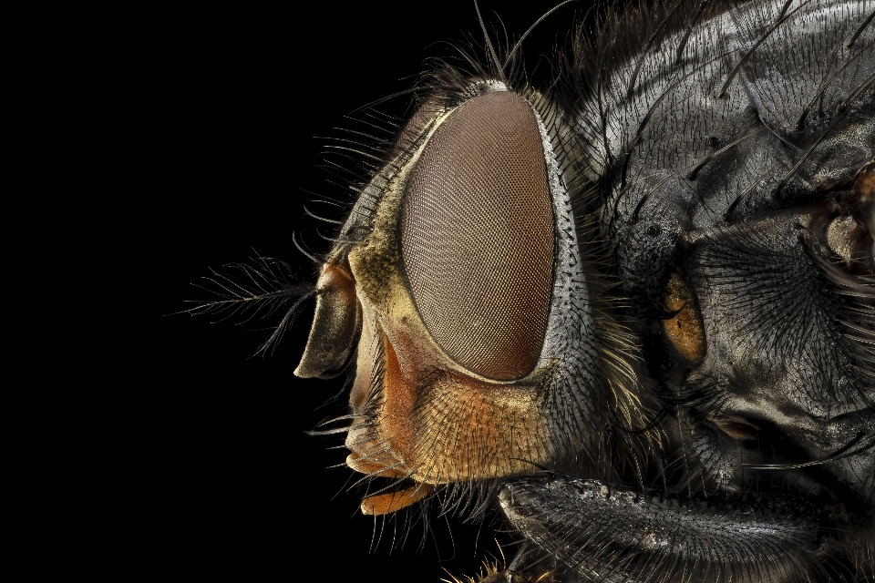 Natur fotografie tierwelt porträt