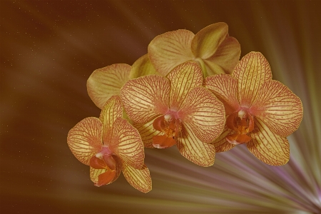 自然 花 植物 葉 写真