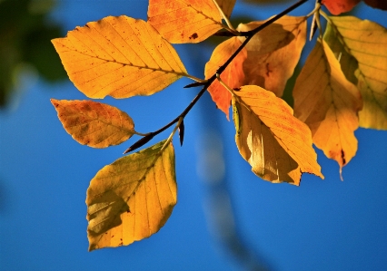 Tree nature branch plant Photo