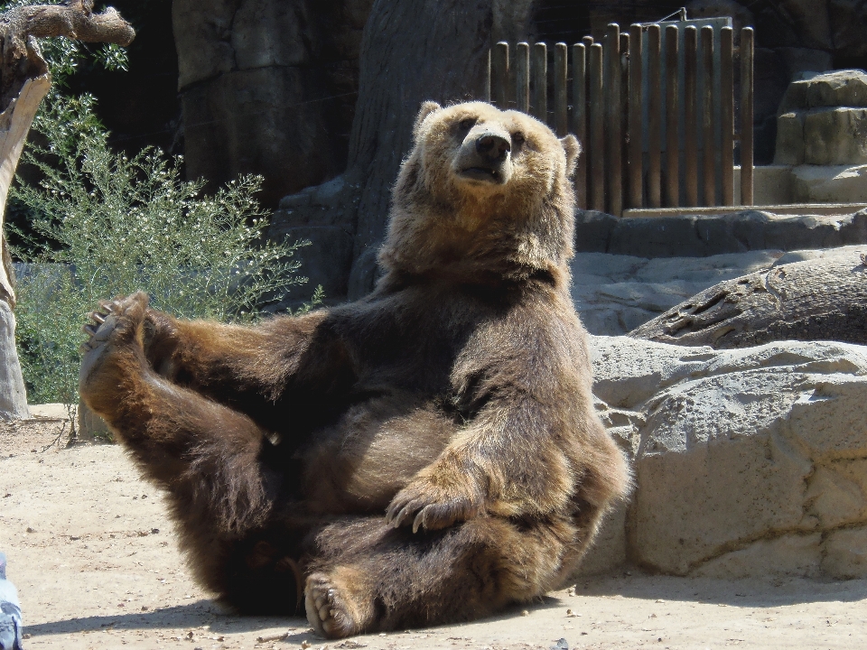 Animal urso animais selvagens jardim zoológico