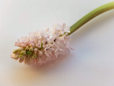 Nature branch blossom plant Photo