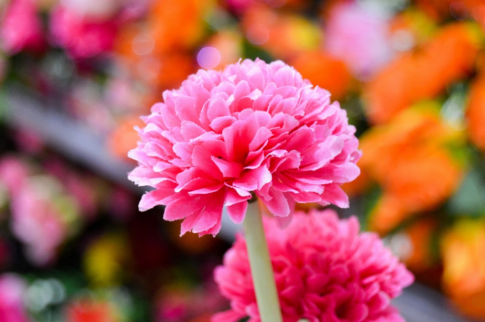 Blossom plant flower petal