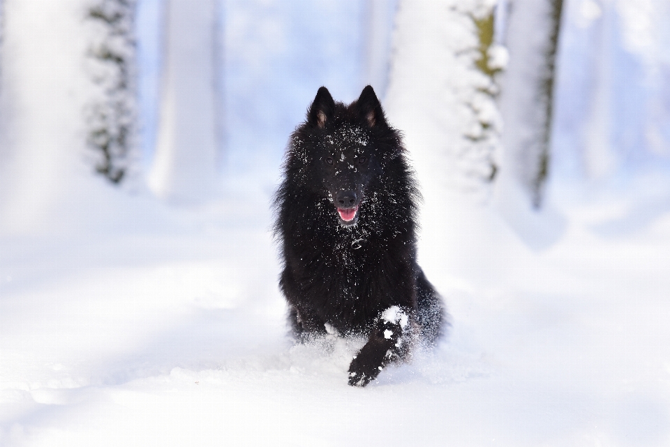 Natur schnee winter hund