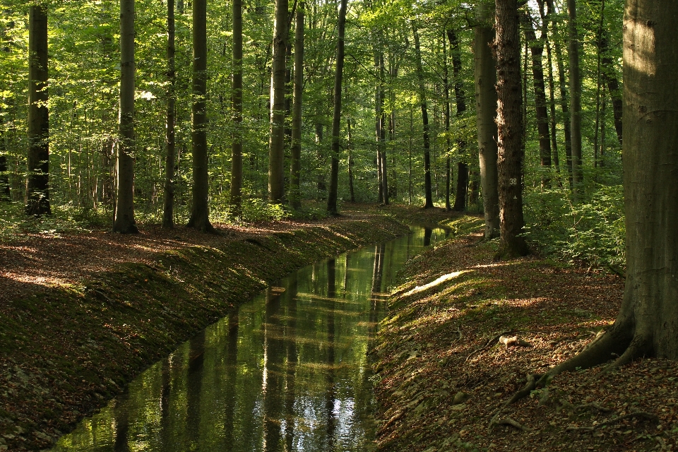 Paysage arbre eau nature