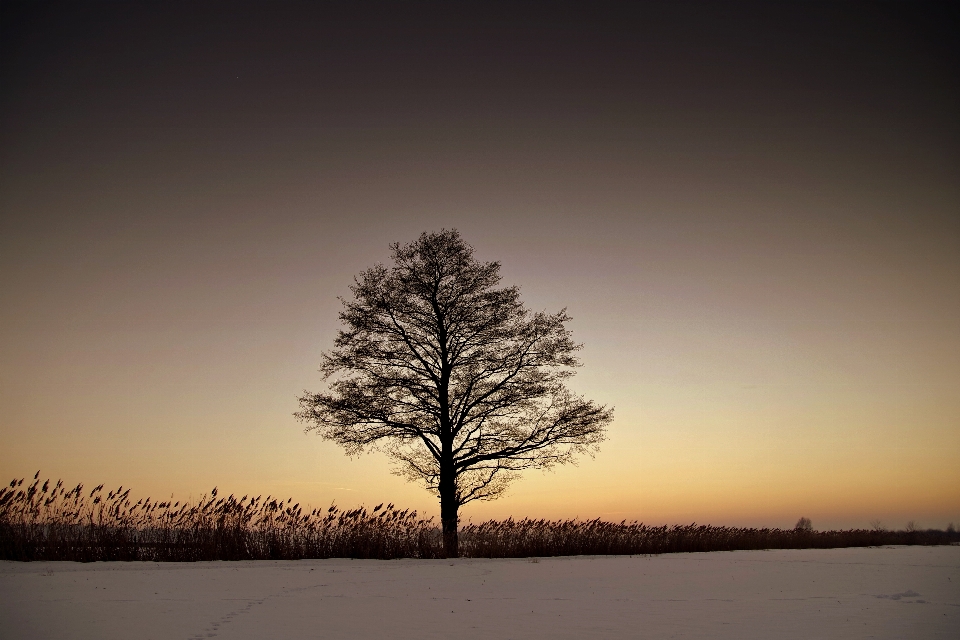 Landscape tree nature horizon