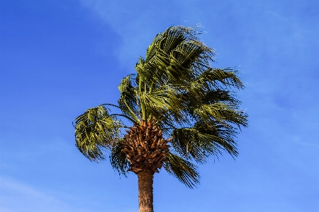 Tree nature branch cloud Photo