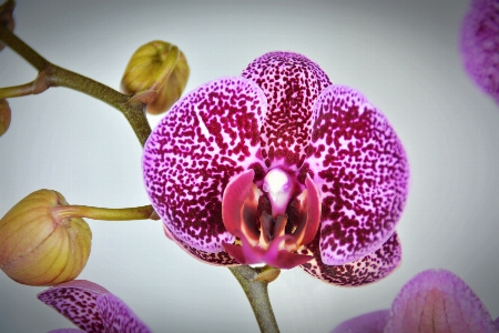 Foto Flor planta flora rosa