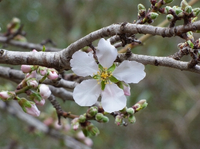 Tree branch blossom plant Photo