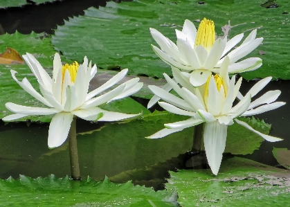 Water nature plant white Photo