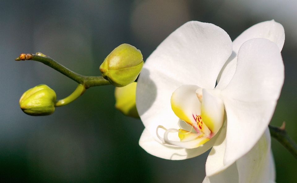 Naturaleza florecer planta blanco