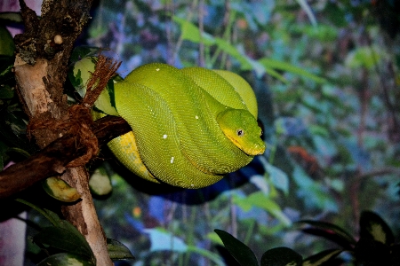 Nature branch leaf flower Photo