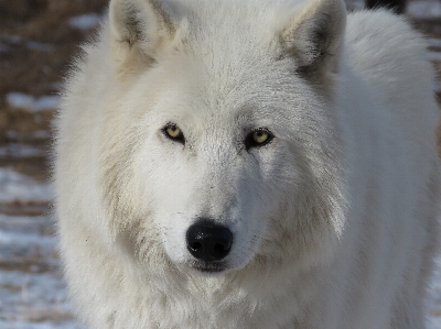 Photo Chien fourrure mammifère loup