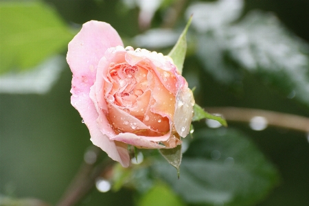 Nature blossom plant flower Photo