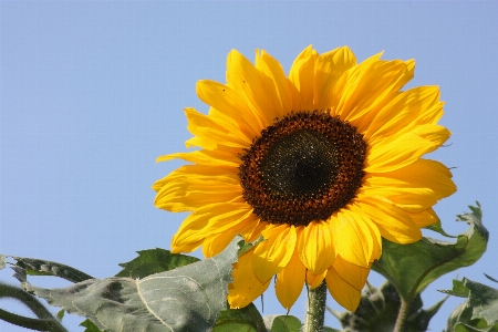 自然 花 植物 分野 写真