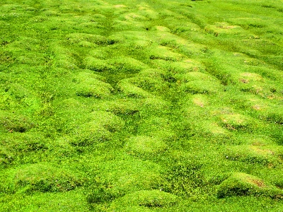 Foto Alam hutan rumput tanaman