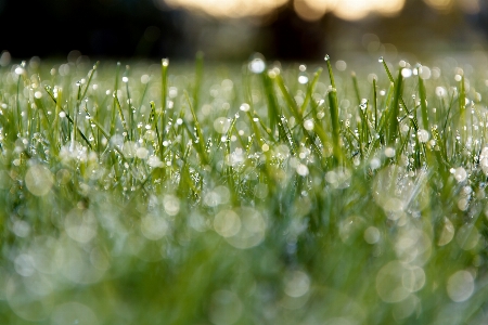 Water nature grass branch Photo