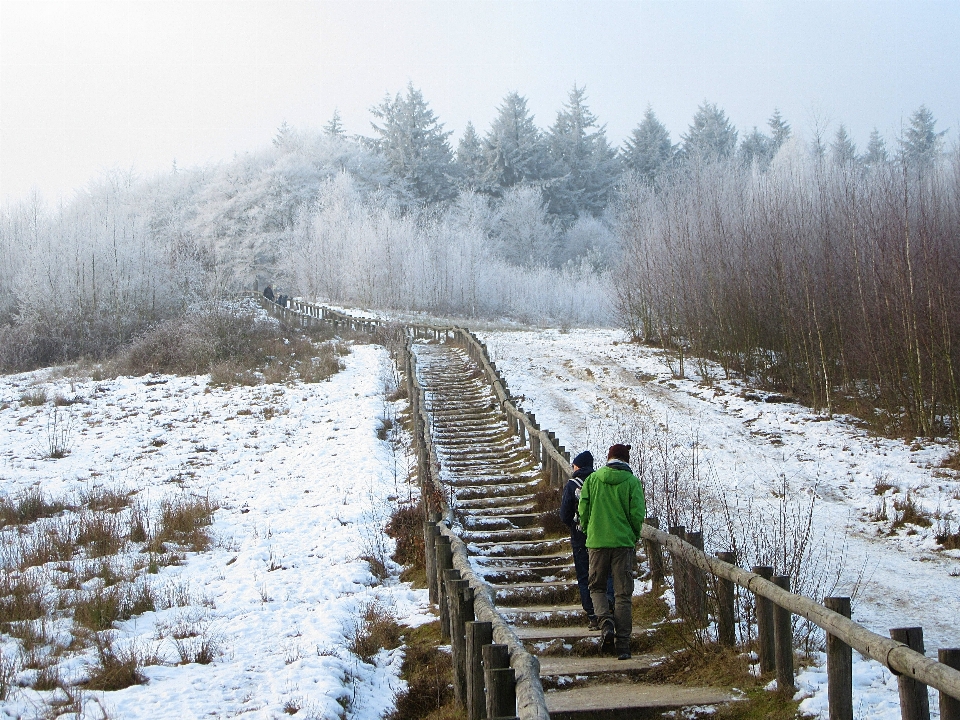 Natura las śnieg zimno