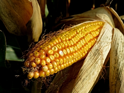 Nature plant field ripe Photo