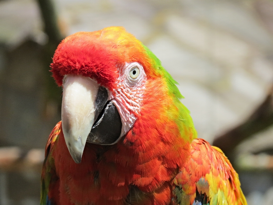 Natur vogel tier rot