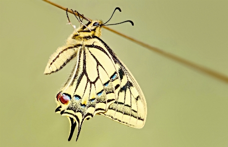 Foto Natureza asa plantar fotografia