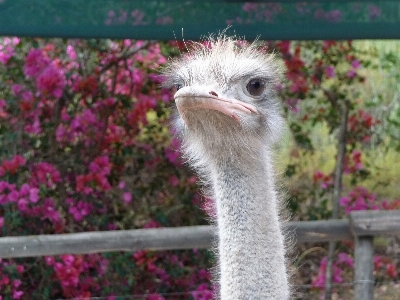 Bird animal bouquet beak Photo