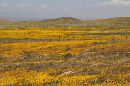 Landscape nature grass horizon Photo