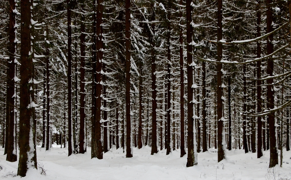 Paesaggio albero natura foresta