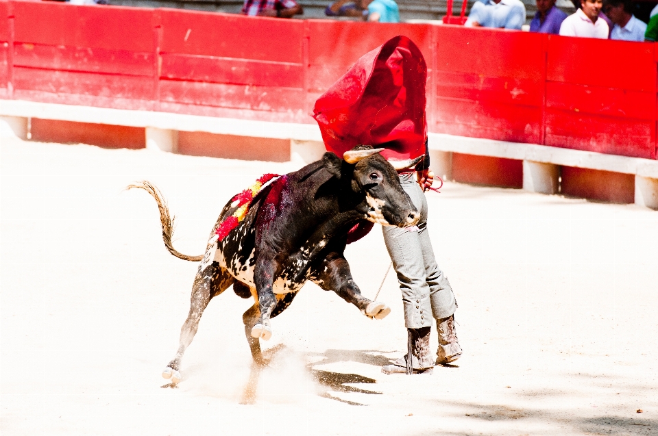 Vermelho touro arena esportes