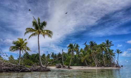 Beach sea coast tree Photo