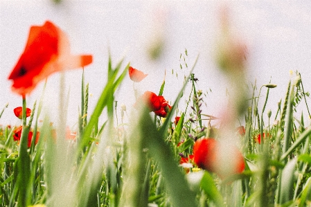 Nature grass blossom plant Photo